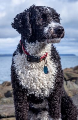 Portugese Water Dogs, Spanish Water Dog, Hypoallergenic Dog Breed, Portuguese Water Dog, Doodle Dog, Water Dog, Cat Facts, Dog Obedience, Dog Dog