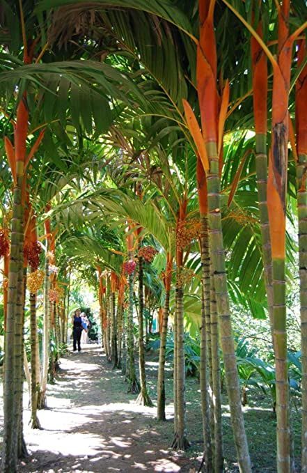 Tropical Landscape Design, California Winter, Tropical Garden Design, Tropical Backyard, Yellow Clothes, Areas Verdes, Colorful Plants, Tropical Landscaping, Easy Garden