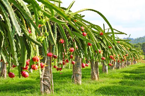 Dragon Fruit Plant Care: Guide On How to Grow Dragon Fruit Dragon Fruit Trellis, Dragon Fruit Garden, Dragon Fruit Varieties, How To Grow Dragon Fruit, Como Plantar Pitaya, Dragon Fruit Tree, Dragon Fruit Cactus, Dragon Fruit Benefits, Pink Dragon Fruit