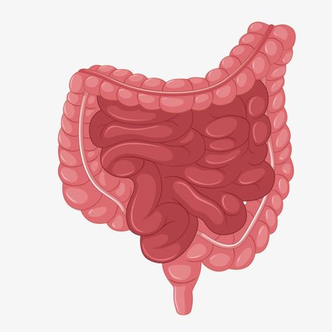 Intestine,Small intestine,organ,Internal structure,human vector,colon vector Small Intestine Drawing, Small Intestine Anatomy, Intestines Anatomy, Human Digestive System, Sistem Pencernaan, Human Vector, Toddler Organization, Prosthetic Makeup, Small Intestine Bacterial Overgrowth