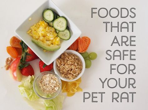 Here are foods your pet rat can safely eat. Foraging Toys For Rats, Homemade Rat Food, Diy Rat Toys, Rat Food, Rattus Rattus, Fancy Rats, Rat Care, Pet Rodents, Baby Rats