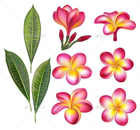 Set of Pink Plumeria Plumeria Line Art, Plumeria Drawing, Plumeria Painting, Plumeria Leaves, Hawaiian Cakes, Plant Creatures, Ready Rangoli, Pink Frangipani, Rhythm Art