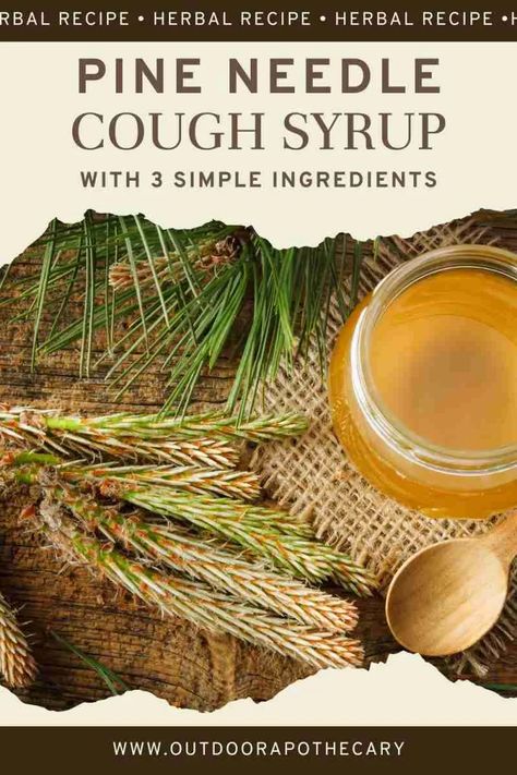 The Outdoor Apothecary Pine Tea, Ancient Remedies, Cough Suppressant, Common Knowledge, Natural Homes, Natural Healing Remedies, Local Honey, Diy Remedies, Cold Home Remedies