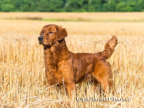 PHOTOS | HRCH Runs Creek Red Hot Titan MH Golden Retriever Field Line Golden Retriever, Field Golden Retriever, Hunting Puppies, Golden Retriever Hunting, Red Retriever, Golden Retriever Instagram, Red Golden Retriever, Golden Retriever Photography, Delete Button