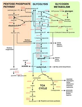 Synergy Health & Wellness: The Pentose Phosphate Pathway: The missing link between hormonal imbalances and carbohydrate metabolism? Amino Acid Metabolism, Pentose Phosphate Pathway Mnemonic, Glycogenesis Pathway, Glycogenolysis Pathway, Glycolysis Mnemonic, Gluconeogenesis Pathway, Glycolysis Diagram, Cellular Respiration Diagram, Respiration Diagram