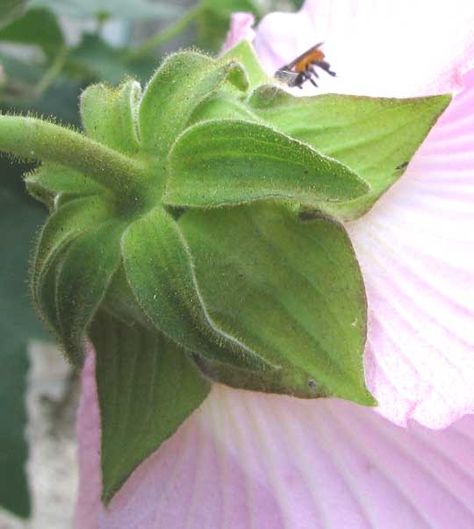 Hibiscus Calyx Calyx Flowers, Flower Costume, Spring Flower, Spring Flowers, Hibiscus, Flower Designs, Plant Leaves, Plants, Flowers