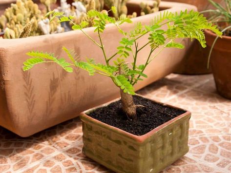 Tree Types, Delonix Regia, Bonsai Tree Types, Flame Tree, Bonsai Tree, How To Grow, To Grow, Beauty