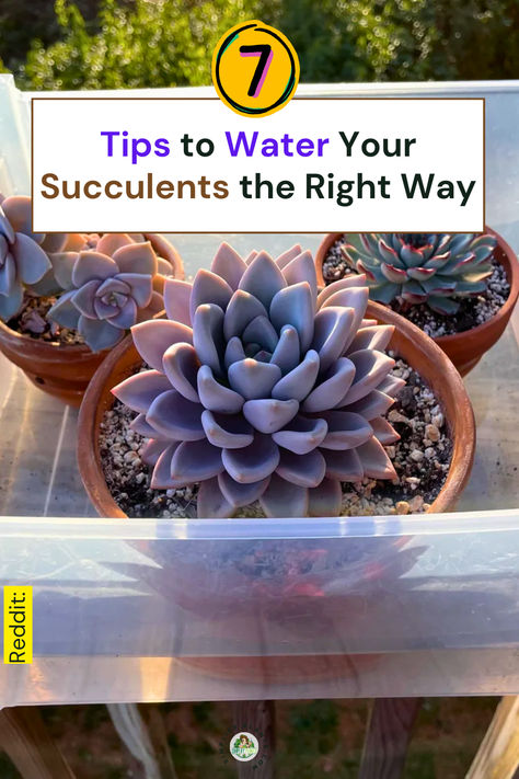 "Discover essential succulent care with our guide on ""7 Tips to Water 
Your Succulents the Right Way."" Master the art of caring for your indoor 
plants with effective watering tips that ensure healthy growth. This 
comprehensive plant care guide offers valuable gardening hacks for 
optimal houseplant maintenance. Elevate your succulent care routine and 
keep your plants thriving!" How Often Do You Water Succulents, Care For Succulents Indoor, Watering Succulents Indoors, How To Care For Succulents Indoors, Caring For Succulents Indoor, Identifying Succulents, Succulent Care Indoor, Care For Succulents, Succulents Care