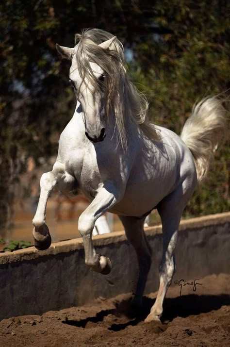 Real Horses Pictures, White Horse Photography, Horse Rearing, Galloping Horse, Horse Anatomy, Horse Inspiration, Beautiful Arabian Horses, Abstract Horse, Andalusian Horse