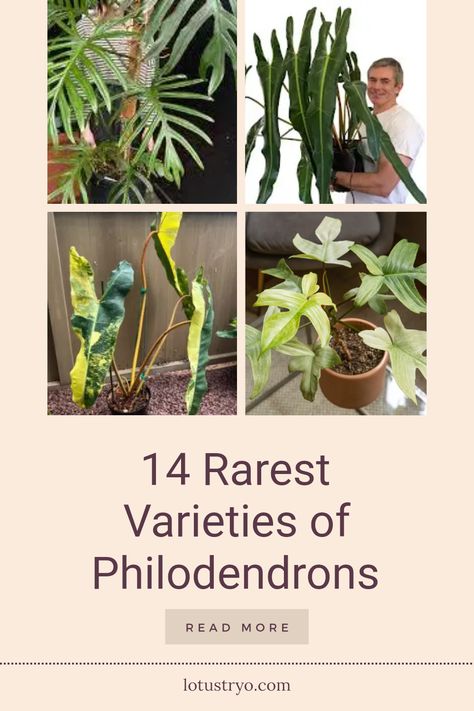 Discover 14 of the rarest philodendron varieties that every plant lover should know about. From the striking patterns of Philodendron Caramel Marble to the alluring Philodendron Elegans, each of these unique plants boasts exceptional beauty and distinctive foliage. Explore remarkable choices like Philodendron Florida Ghost with its enchanting white coloration and the breathtaking Philodendron Spiritus Sancti. Elevate your collection with these stunning, hard-to-find philodendrons, perfect for enthusiasts seeking exotic plants that make a statement. Philodendron Elegans, Philodendron Plant Varieties, Philodendron Nangaritense, Philodendron Types, Philodendron Atabapoense, Philodendron Varieties, Philodendron Caramel, Philodendron Tortum, Bat Plant