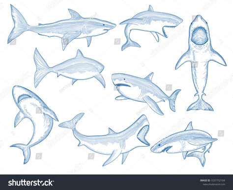 Ocean shark sketch. Big sea fish silhouettes, flowing ocean creatures with big teeth, aquatic animals vector shark tattoo designs #Ad , #Ad, #fish#sea#flowing#silhouettes Shark Reference, Shark Sketch, Turtle Sketch, Ocean Shark, Shark Drawing, Fish Silhouette, Big Sea, Big Teeth, Animal Illustration Art