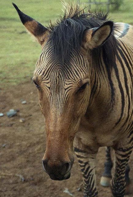 zebroid 2 by kibuyu on Flickr. Peacock Appaloosa, Horse Gif, Zebra Horse, Unusual Animals, Horse Crazy, Rare Animals, Horse Coloring, Donkeys, Pretty Horses