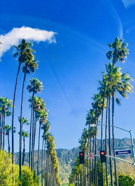 Palm Tree street in Glendale , California Andi Core, Glendale California, Palm Tree, Old Photos, Palm Trees, Fair Grounds, California, Travel