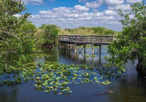 7 Incredible National Parks And Preserves To Visit In Southern Florida - TravelAwaits Florida Everglades, Guadalupe Mountains National Park, Dry Tortugas National Park, Channel Islands National Park, The Everglades, Everglades Florida, Everglades National Park, National Park Photos, Mount Rainier National Park