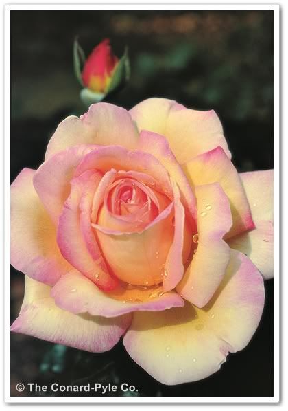 Peace Rose, Photo Rose, Rose Belle, Rose Fragrance, Growing Roses, Hybrid Tea Roses, Rose Pastel, Pretty Roses, Tea Rose