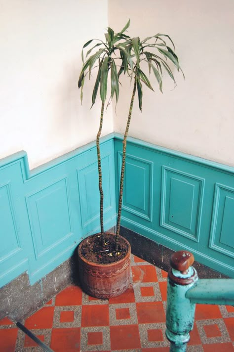 hey thats the plant I have! How come this one is so straight? And healthy-looking? Chair Railing, Turquoise Chair, Turquoise Interior, Moroccan Floor, Deco Nature, Interior Minimalista, House Design Photos, Orange And Turquoise, Wainscoting