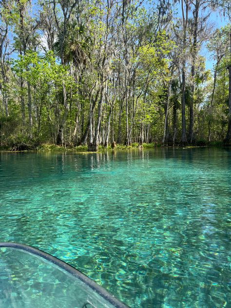 Ocean Forest Aesthetic, Spring Water Aesthetic, Clear Ocean Water Aesthetic, Clear Water Florida, Natural Springs In Florida, Emerald Coast Florida, Silver Springs Florida, Clear Ocean Water, Water Spring