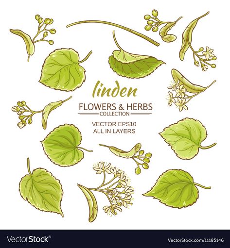 Linden Illustration, Linden Flower, Linden Leaf, Leaves Vector, Flower Tattoo Designs, Single Image, Leaf Shapes, Flowers And Leaves, Cute Tattoos