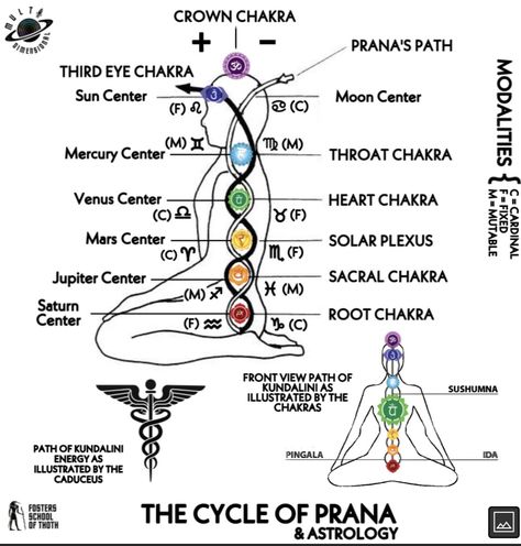 Kundalini Awakening Art, 7 Chakras Meditation, Kundalini Reiki, Chakra Chart, Chakras Meditation, Chakra Healing Meditation, Chakra Health, Yoga Chakra, Sacred Science