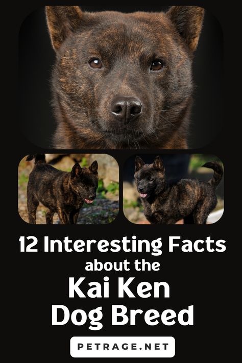 The Kai Ken is a rare Japanese dog breed that is quickly gaining popularity in the United States. This unique breed has many interesting characteristics that make it a favorite among dog lovers Kai Ken, Japanese Dog Breeds, Karelian Bear Dog, Fun Online Quizzes, Japanese Dog, Rare Dog Breeds, Rare Dogs, 10 Interesting Facts, Japanese Dogs