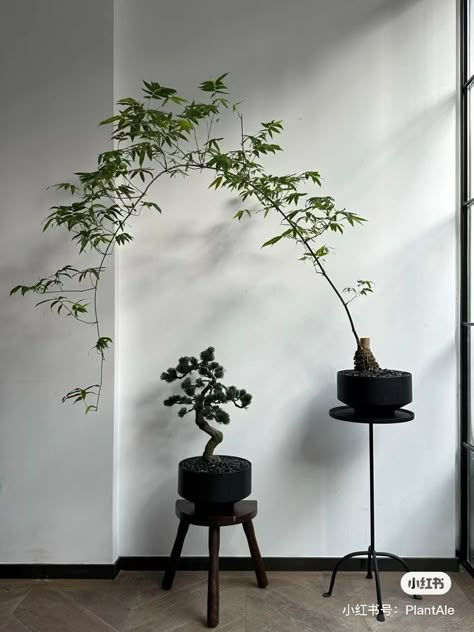 Window Plant Display Ideas, Japanese Plants Indoor, Japanese Indoor Plants, Minimalist Plants, Japanese Plants, Plant Styling, Japanese Interiors, Home Decor Bathroom, Plant Tree