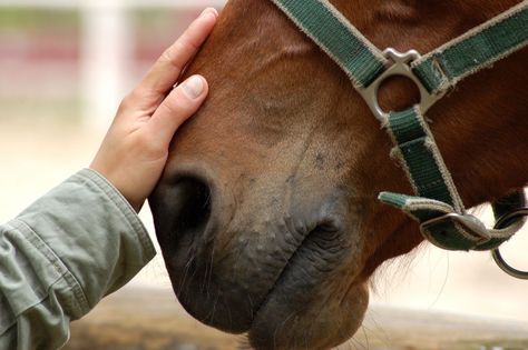 Barn Ventilation Affects Horse Health Pet Sympathy Quotes, Equine Assisted Therapy, Equestrian Saddle, Horse First Aid, Animal Love Quotes, Horses Ranch, Luxury Equestrian, Therapeutic Riding, Equine Massage