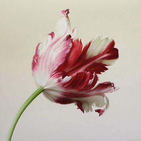 Tulip Fever, White Parrot, Flower Tulip, Tulip Painting, Red And White Flowers, Flower Close Up, Parrot Tulips, Still Life Flowers, Art Paintings For Sale