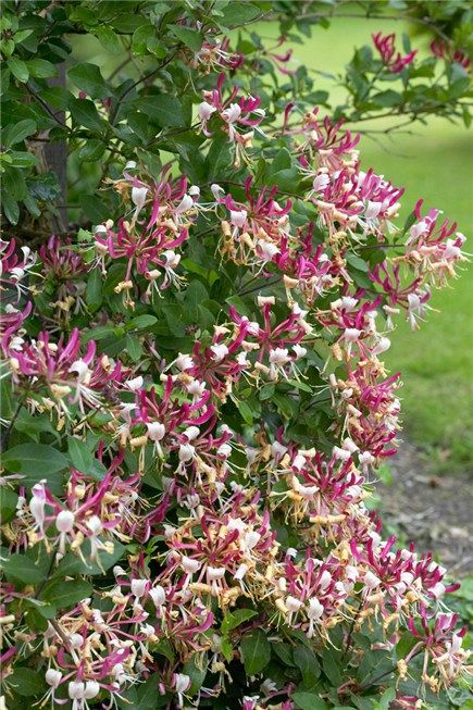 Madreselva (Lonicera periclymenum) - Mediterranean plants Lonicera Periclymenum, Honeysuckle Vines, Scented Plants, Honeysuckle Flowers, Honeysuckle Cottage, Flower Symbolism, Garden Woodland, Honeysuckle Vine, Bushes And Shrubs