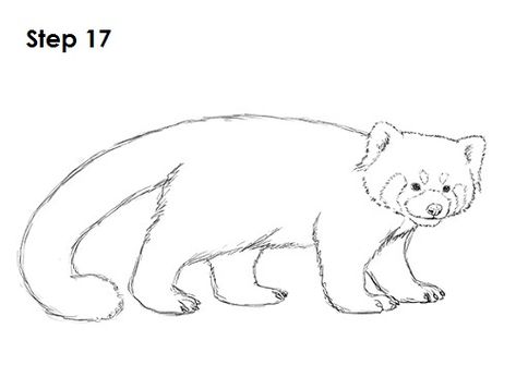 Wolverine Animal Drawing, Draw Red Panda, Panda Drawing Easy, Red Panda Drawing, Mammal Drawing, Panda Sketch, Wolverine Animal, Beaver Animal, Cute Panda Drawing