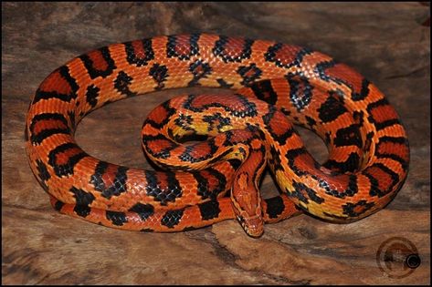 Abbotts Okeetee corn snake Cornsnake Morphs, Okeetee Corn Snake, Corn Snakes, North American Animals, Pretty Snakes, Corn Snake, American Animals, Cold Blooded