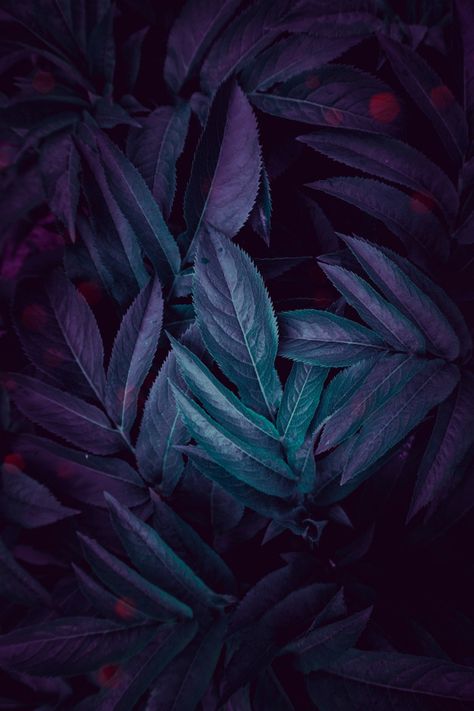 Blue and green plant leaves in the garden | Premium Photo #Freepik #photo #floral #abstract #texture #leaf Purple Plant Wallpaper, Purple Leaves Aesthetic, God Purple Aesthetic, Purple Plant Aesthetic, Blue Green Purple Aesthetic, Purple Leaves Wallpaper, Deep Purple Aesthetic, Purple And Green Aesthetic, Deep Purple Wallpaper