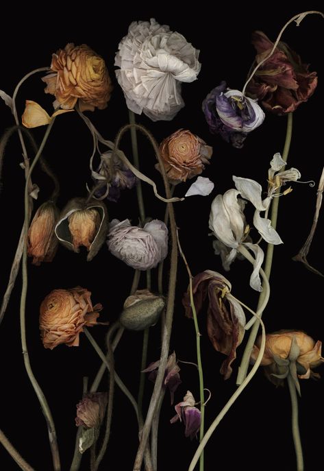 Vanitas Paintings, Dead Flowers, Dutch Still Life, Robert Doisneau, Still Life Flowers, Plant Photography, Flowers Aesthetic, Paris Photo, Season Of The Witch