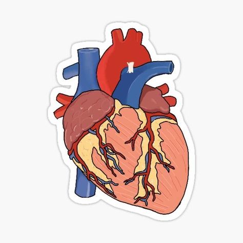 Human Anatomy Stickers, Medicine Stickers Free Printable, Anatomy Stickers Goodnotes, Medical Stickers Aesthetic, The Heart Diagram, Med Stickers, Anatomy Stickers, Anatomy Images, Medical Stickers