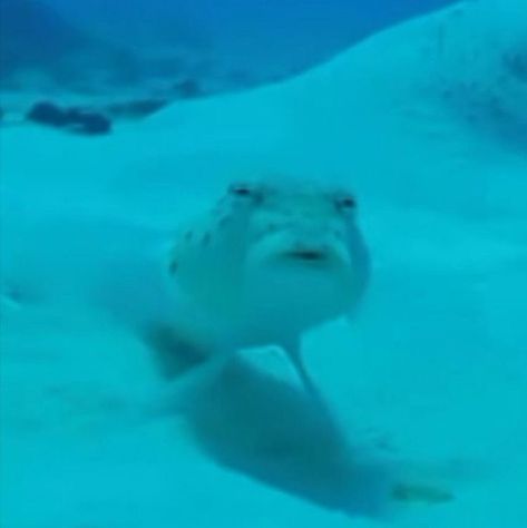 Cursed Fish Images, Fish Meme, Funny Fish, Silly Images, Coron, Silly Animals, Funny Profile Pictures, Fishing Humor, Silly Pictures