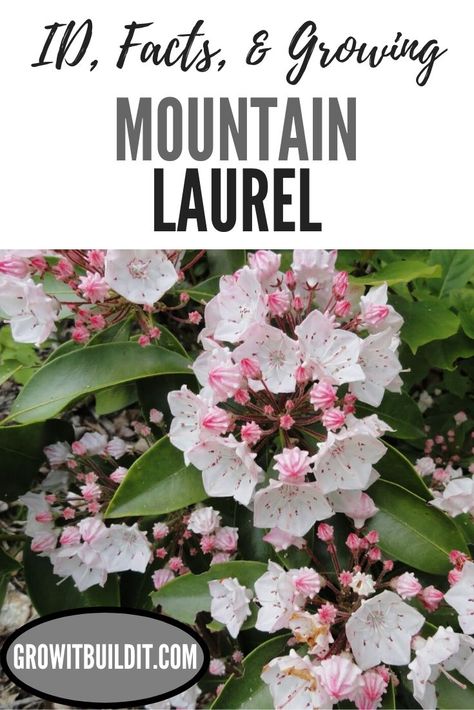 Laurel Shrub, Laurel Plant, Kalmia Latifolia, Eco Garden, Native Plant Gardening, Mountain Laurel, Pollinator Garden, Appalachian Mountains, Native Garden