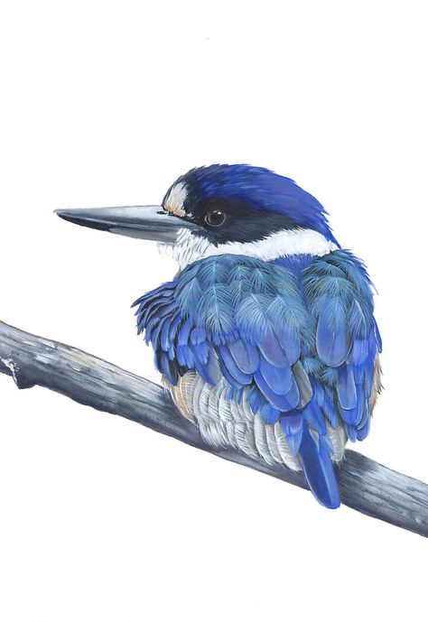 Nuthatch Painting, Kingfisher Watercolor, Kingfisher Painting, Kingfisher Art, Bluebird Painting, Bird Watercolor Paintings, Bird Paintings, Bird Watercolor, Australian Birds