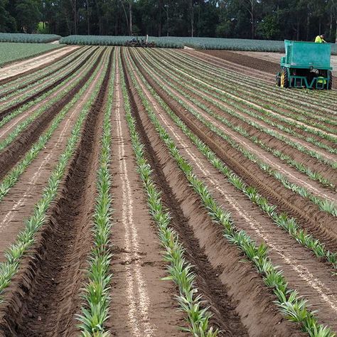 Pineapple Farming, Pineapple Farm, Glasshouse Mountains, Growing Pineapple, Edible Gardening, English Garden Design, Pineapple Planting, Winter Fruit, Home Grown Vegetables