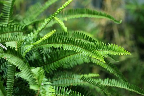 Outdoor Ferns, Dividing Perennials, Best Plants For Shade, Ferns Care, Ferns Garden, Maidenhair Fern, Boston Fern, Plants Indoor, Starter Plants