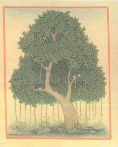 Banyan Tree b003 Bikaner Painting, Banyan Tree Illustration, Banyan Tree Drawing, Arches Tattoo, Ashoka Tree, Mughal Prints, Pipal Tree, Indian Miniatures, Indian Drawing