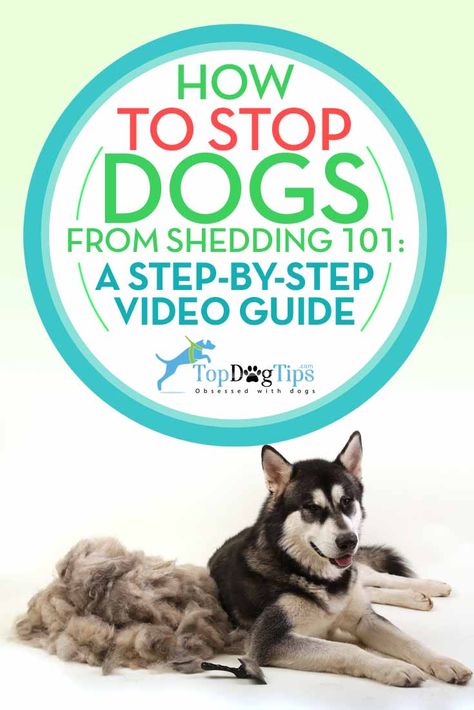 Deshedding Dog Tips, Deshedding Dog Diy, Stop Dog Shedding, Pet Shed, Dogs Diy Projects, Dog Toilet, Loose Hair, Dog Cleaning, Bad Behavior