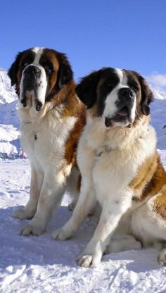 Alabai Dog, Neo Mastiff, St Bernards, Saint Bernards, St Bernard Puppy, Dog Breeds List, Cute Dogs Images, St Bernard Dogs, Bernard Dog