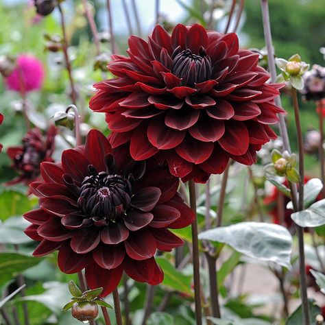 Black Calla Lily, Gothic Flowers, Goth Garden, White Flower Farm, Gothic Garden, Black Dahlia, Cut Flower Garden, Trendy Flowers, Dahlia Flower