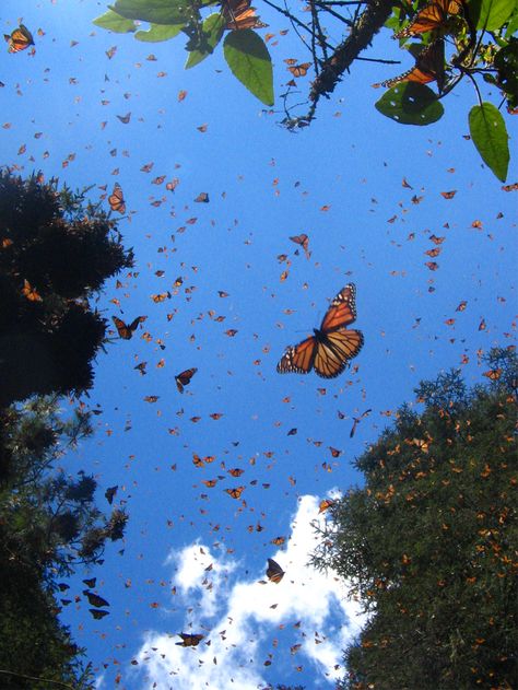 Image detail for -Mexico-a-holic » Blog Archive » Monarch Butterflies Sanctuary Monarch Butterfly Migration, Butterfly Migration, Butterflies Flying, Mia 3, Butterfly Wallpaper, Butterfly Garden, Monarch Butterfly, Beautiful Butterflies, Beautiful Creatures