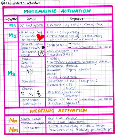 Muscarinic Receptors, Pharma Notes, Pharmacology Mnemonics, Medical Mnemonics, Mcat Study, Medical Graduate, Medicine Notes, Pharmacy Student, Pharmacy School