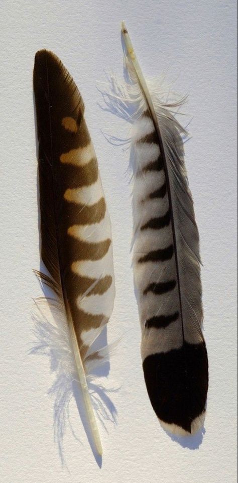 Red Tail Hawk Feathers, Owl Feather Tattoos, Falcon Feather, Hawk Feathers, Dream Catcher Tattoo Design, Feather Illustration, Feather Cut, Feather Drawing, Wings Drawing