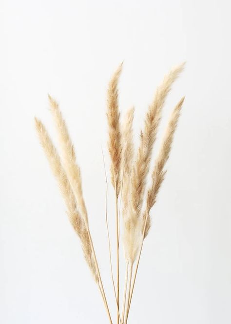 Dried Natural Pampas Grass | Natural Grasses | Afloral — Afloral.com Diy Dried Flower Arrangement, Country Wedding Decorations, Pumpkin Centerpieces, Tall Vases, Dried Flower Arrangements, Natural Tan, Star Flower, Pampas Grass, How To Preserve Flowers