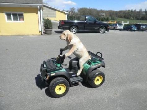 ATV dog. Start Running, Funny Dog Pictures, Dog Breeder, Dog Car, Funny Animal Pictures, Dog Quotes, Dog Training Tips, Funny Animal, Mans Best Friend