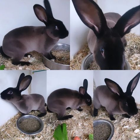 Meet SMOKEY, our new 4 month old Rex Rabbit. Three facts about the sable rex rabbit: Distinctive Coat: The sable rex rabbit is known for its incredibly soft, plush fur, which has a velvety texture. This unique coat is a result of the rex gene, which causes the fur to stand upright and be uniformly short and dense. Coloration: Sable rex rabbits have a distinct coloration with a rich, dark sepia or brown fur, which can sometimes appear almost black, with a lighter undercoat. The tips of thei... Rex Rabbits, 10 Day Challenge, Be Friendly, Bun Bun, Mini Farm, 4 Month Olds, Rex Rabbit, Brown Fur, Hobby Farms