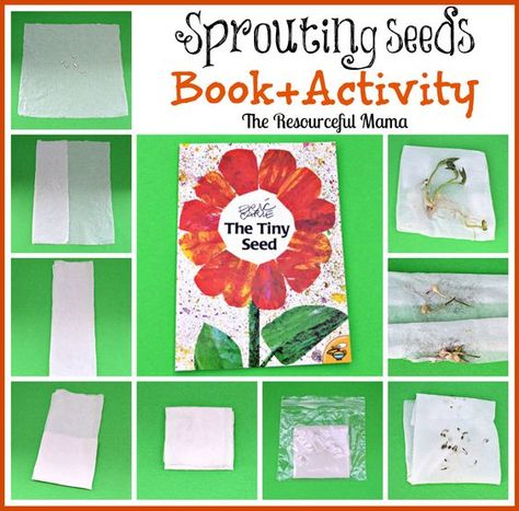 Book+Activity The Tiny Seed & Seed Sprouting with Sandwich Baggies~theresourcefulmama.com: Seed Activity For Kids, Tiny Seed Activities, Seed Activities For Kids, Seed Sprouting, Preschool Garden, Plants Unit, Plant Activities, The Tiny Seed, Book Craft