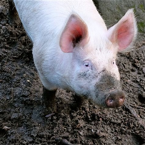 Large White pig - Wikipedia Large White Pig, Pig Facts, Pig Breeds, Mole Rat, White Pig, Farm Craft, Pig Farming, Side Eye